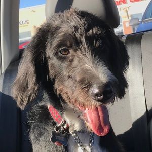 Meet your Posher, Joelle